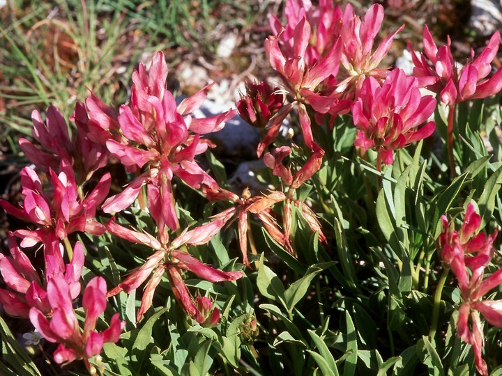 Trifolium alpinum