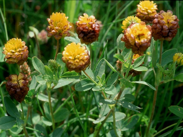 Trifolium badium