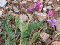 Oxytropis gaudinii