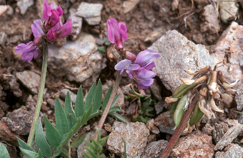 Oxytropis gaudinii