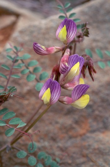 Vicia lunata