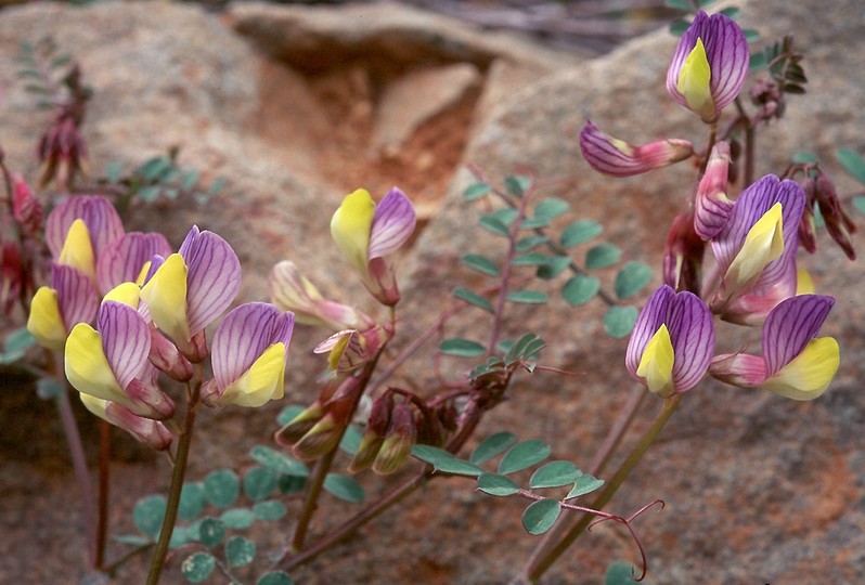 Vicia lunata