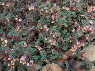 Vicia lunata