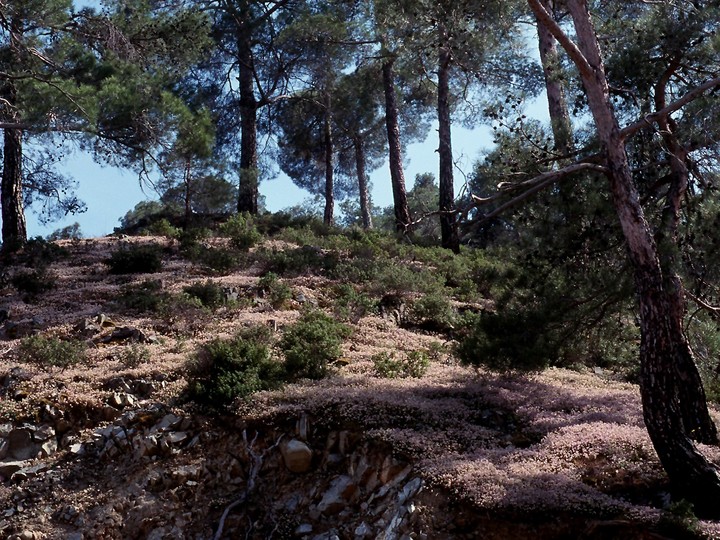 Vicia lunata