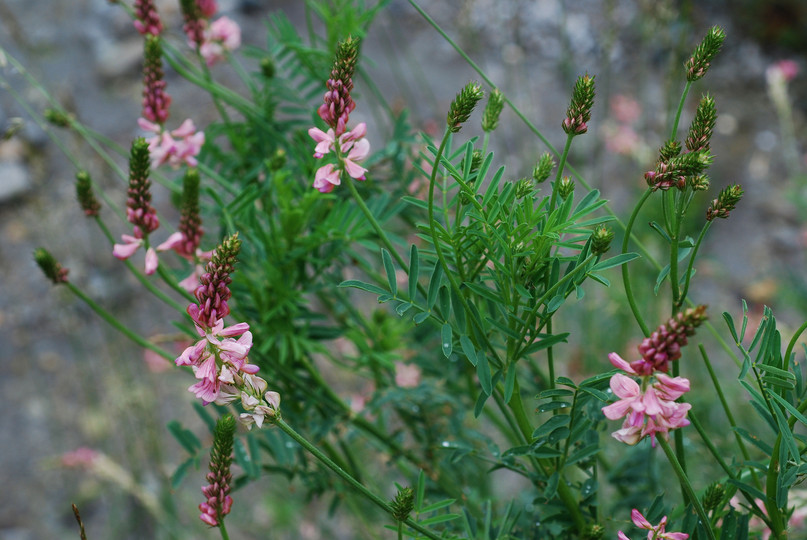 Onobrychis viciifolia