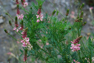 Onobrychis viciifolia