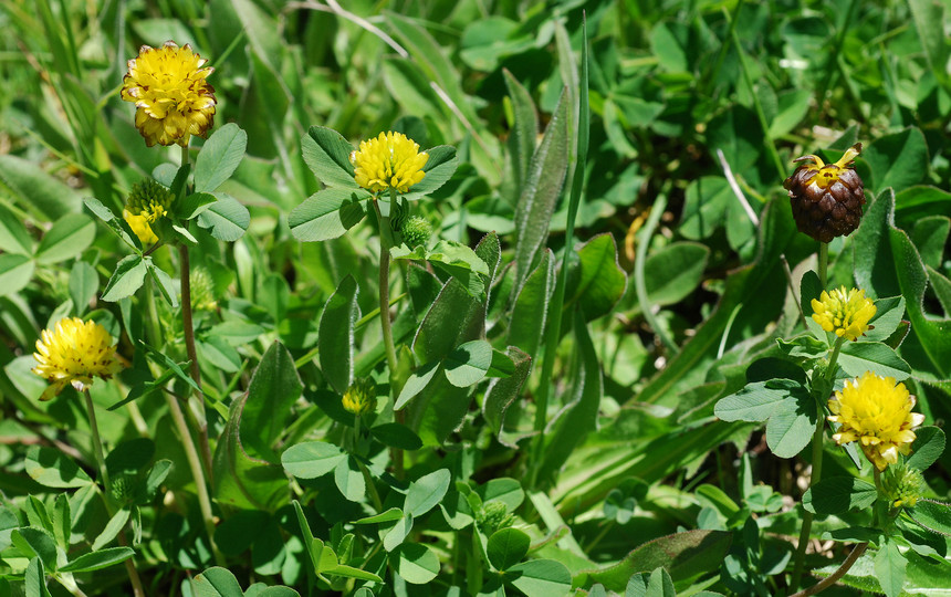 Trifolium badium