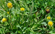 Trifolium badium