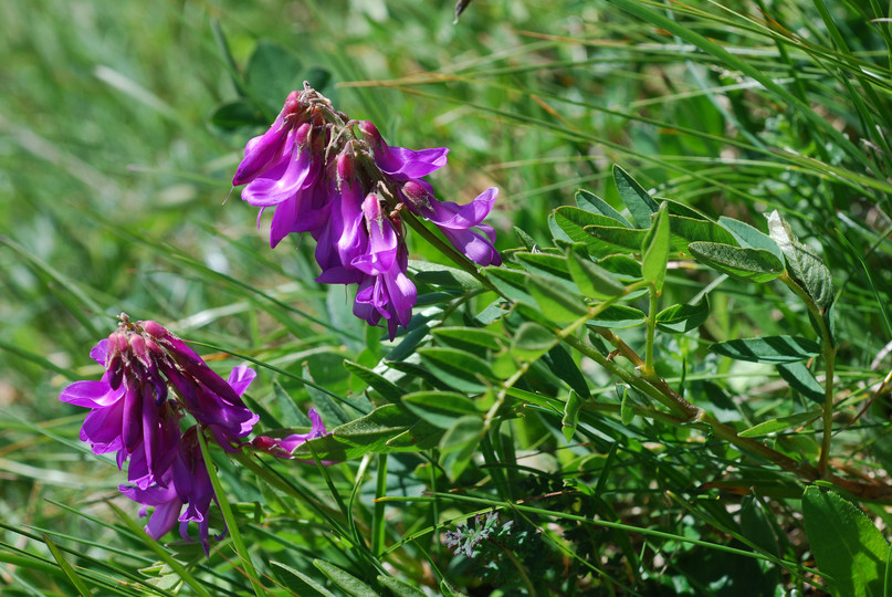 Hedysarum hedysaroides