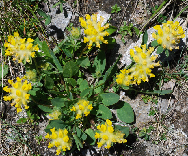 Anthyllis vulneraria