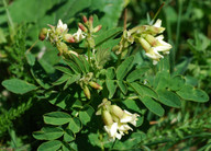 Astragalus frigidus