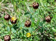 Trifolium badium