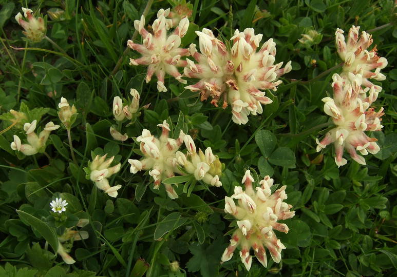 Anthyllis vulneraria ssp.alpestre