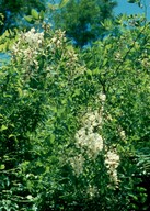 Robinia pseudacacia