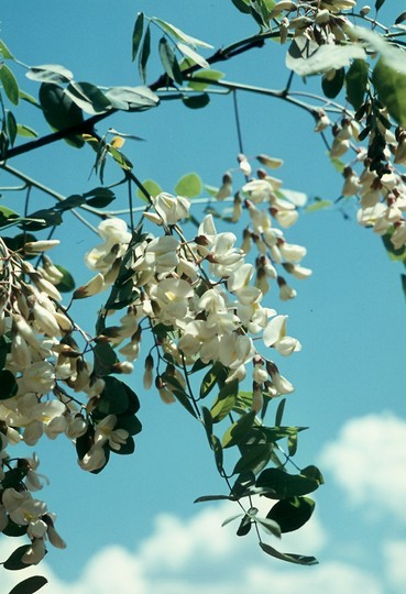 Robinia pseudacacia