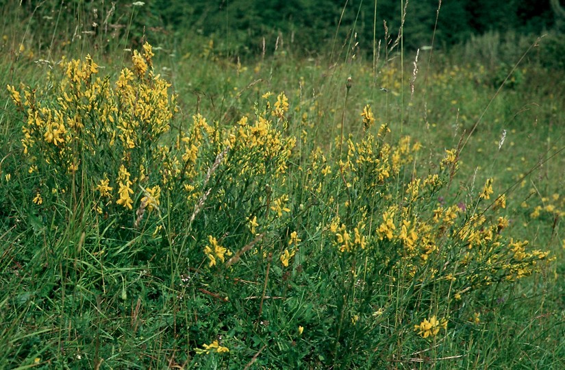 Genista tinctoria