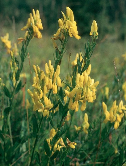 Genista tinctoria