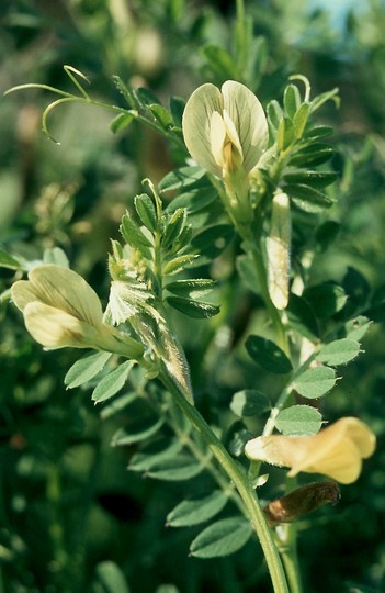 Vicia hybrida