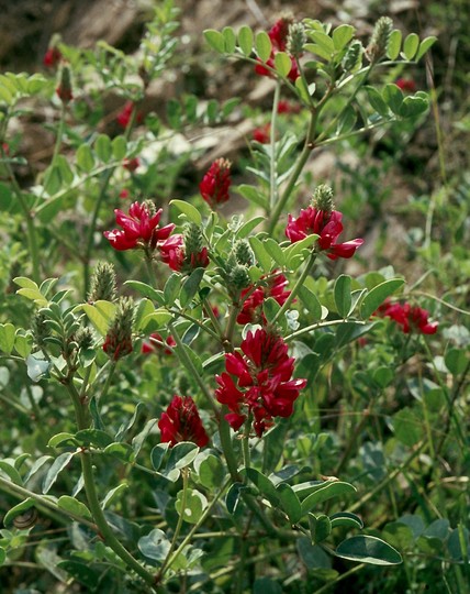 Hedysarum coronarium