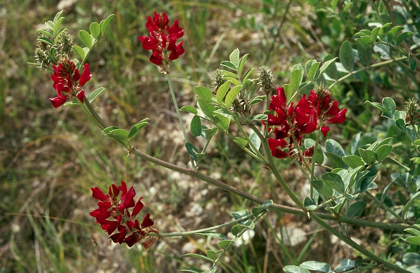 Hedysarum coronarium