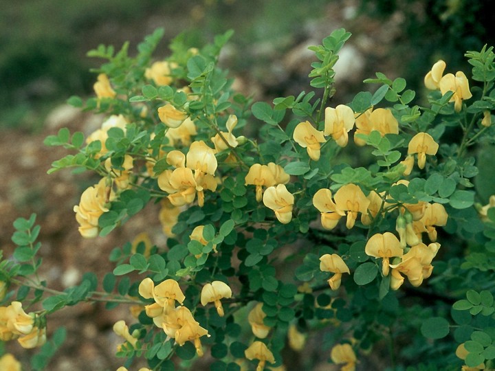 Colutea arborescens