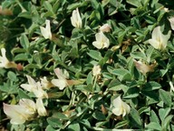 Trifolium uniflorum