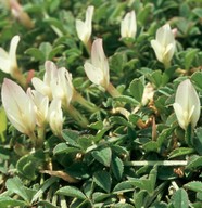 Trifolium uniflorum