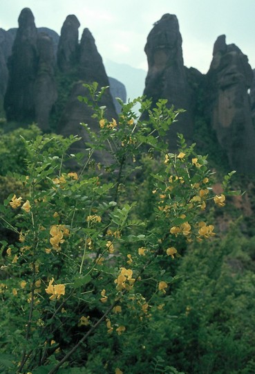 Colutea arborescens