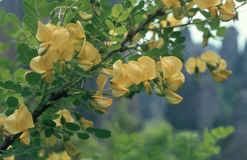 Colutea arborescens