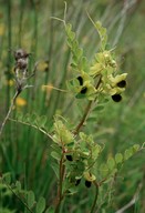 Vicia melanops