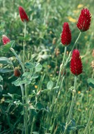 Trifolium incarnatum