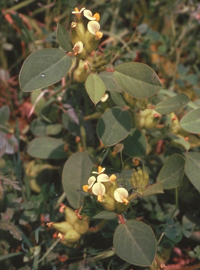 Physanthyllis tetraphylla