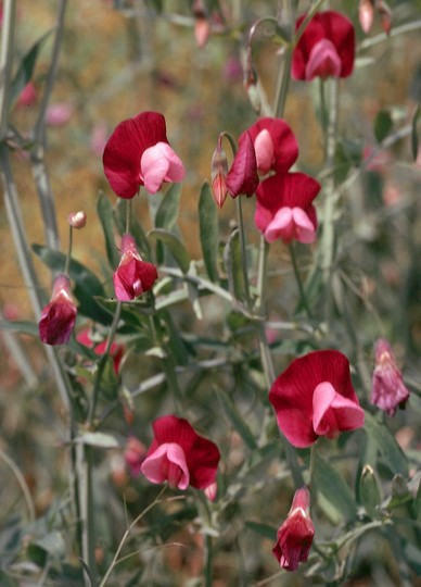 Lathyrus clymenum