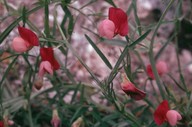 Lathyrus clymenum