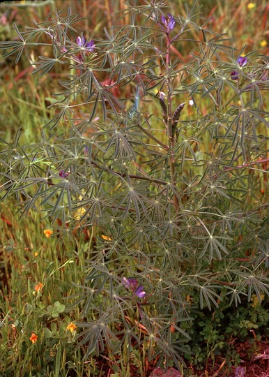 Lupinus angustifolius