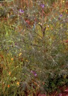 Lupinus angustifolius