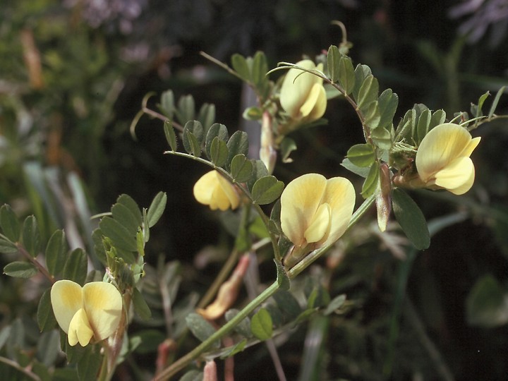 Vicia hybrida