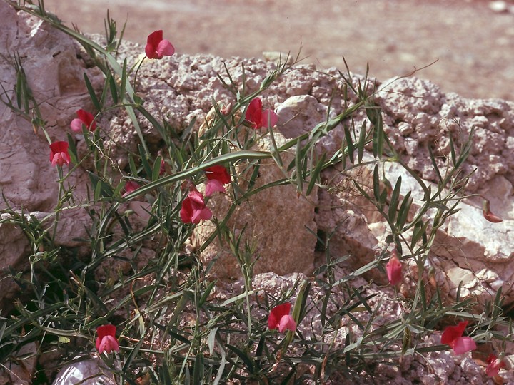 Lathyrus clymenum