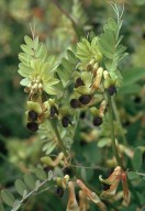 Vicia melanops