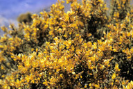 Ulex europaeus