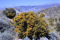 Ulex europaeus