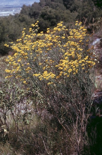 Coronilla juncea