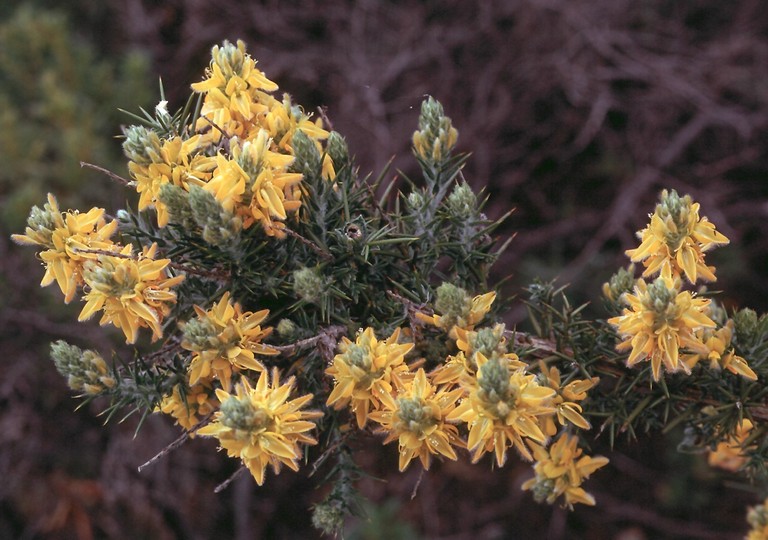 Genista hirsuta