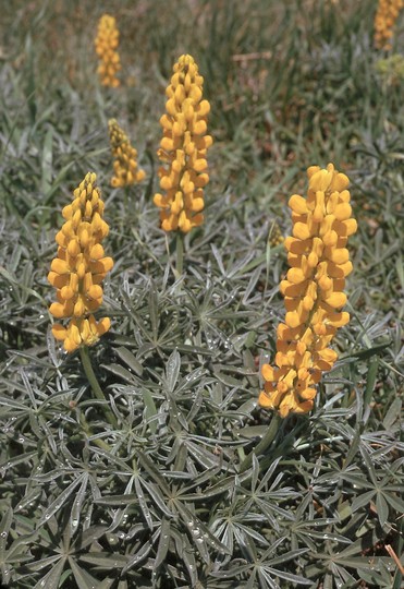 Lupinus luteus