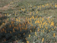 Lupinus luteus