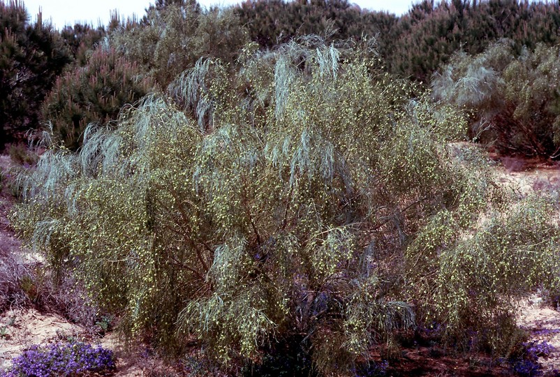 Lygos monosperma