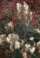 Astragalus lusitanicus