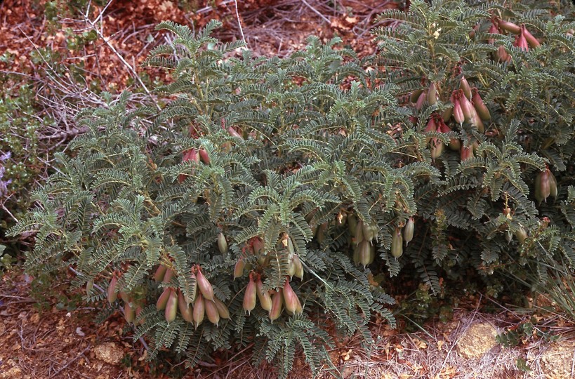 Astragalus lusitanicus