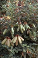 Astragalus lusitanicus