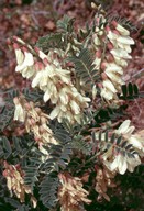 Astragalus lusitanicus